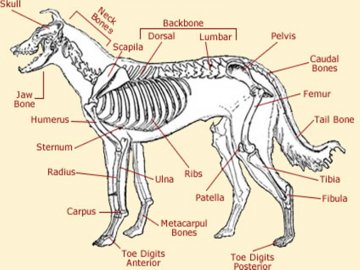 Anatomy and Biology – Agility Zoo: Land of the Wolves